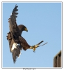20090714-DBA_8325_copie~0.jpg